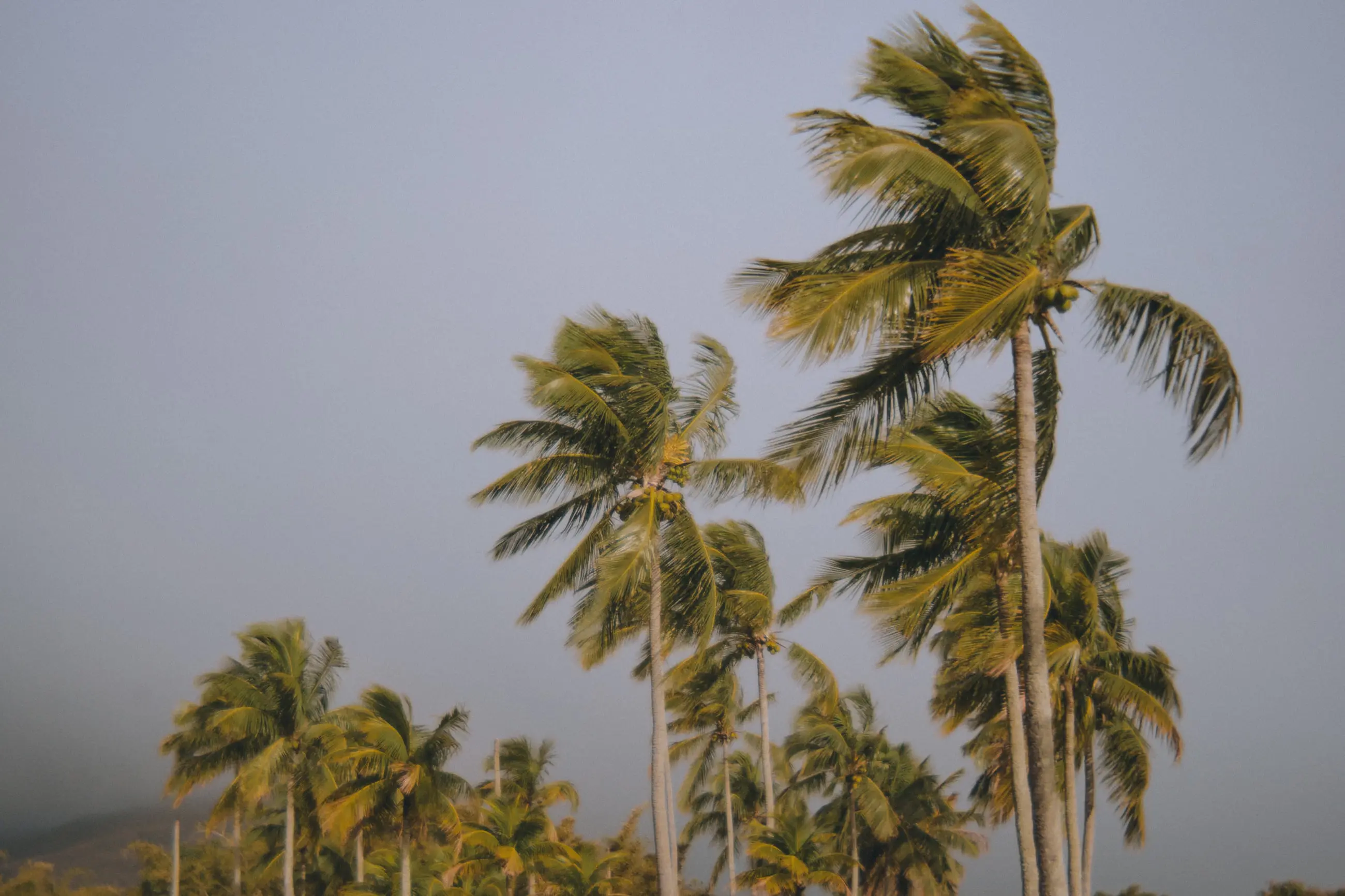 Coqueiros altos vergados pelo vento, com as folhas abertas contra o céu claro.